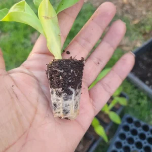 4 Canna Cannova Orange Shades Live Plant Plugs - Rooted Garden Planters - Image 3