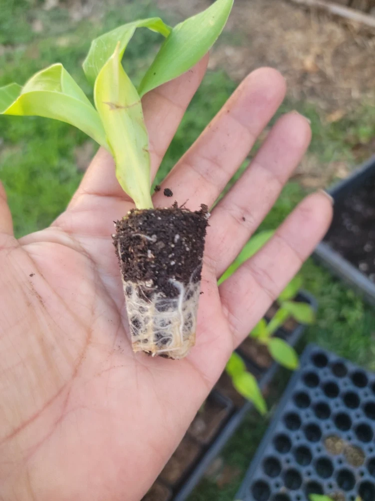 4 Canna Cannova Orange Shades Live Plant Plugs - Rooted Garden Planters - Image 3