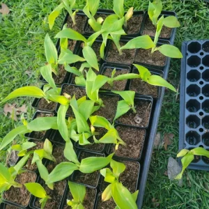 4 Canna Cannova Orange Shades Live Plant Plugs - Rooted Garden Planters - Image 4