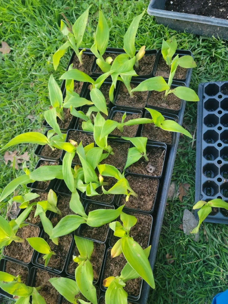 4 Canna Cannova Orange Shades Live Plant Plugs - Rooted Garden Planters - Image 4