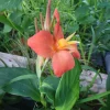 4 Canna Cannova Orange Shades Live Plant Plugs - Rooted Garden Planters - Image 1