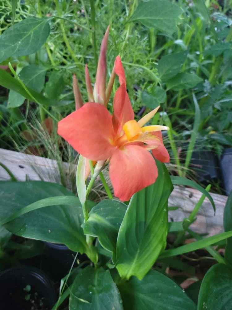 4 Canna Cannova Orange Shades Live Plant Plugs - Rooted Garden Planters - Image 1