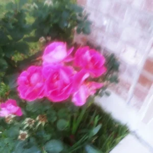 4 Coral Rose Unrooted Cuttings - Blooms Year-Round - Live Plant - Image 2