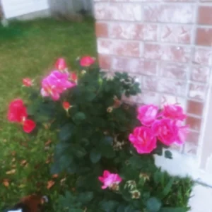 4 Coral Rose Unrooted Cuttings - Blooms Year-Round - Live Plant - Image 3