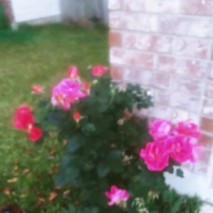 4 Coral Rose Unrooted Cuttings - Blooms Year-Round - Live Plant - Image 4