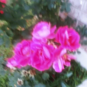 4 Coral Rose Unrooted Cuttings - Blooms Year-Round - Live Plant - Image 5
