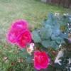4 Coral Rose Unrooted Cuttings - Blooms Year-Round - Live Plant - Image 1