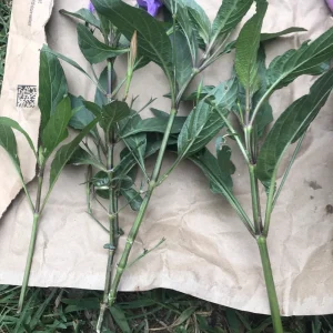 4 Mexican Petunia Purple Live Cuttings - 6 inch, Easy to Root - Image 2