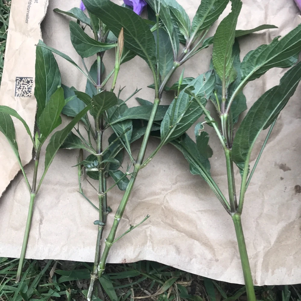 4 Mexican Petunia Purple Live Cuttings - 6 inch, Easy to Root - Image 2