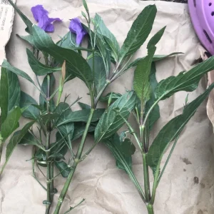 4 Mexican Petunia Purple Live Cuttings - 6 inch, Easy to Root - Image 3