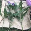 4 Mexican Petunia Purple Live Cuttings - 6 inch, Easy to Root - Image 1