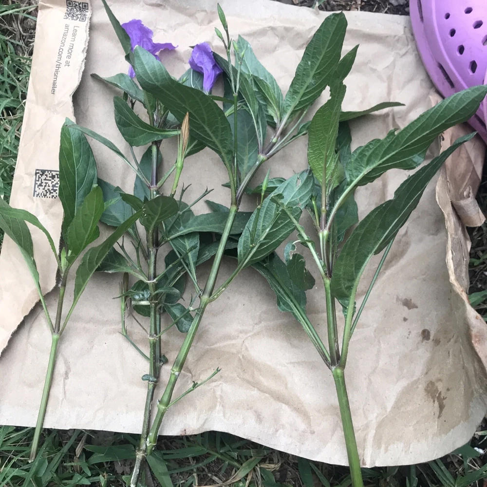 4 Mexican Petunia Purple Live Cuttings - 6 inch, Easy to Root - Image 1