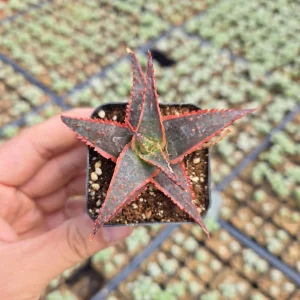 4" Pot of Aloe ‘Christmas Carol’ - Image 2