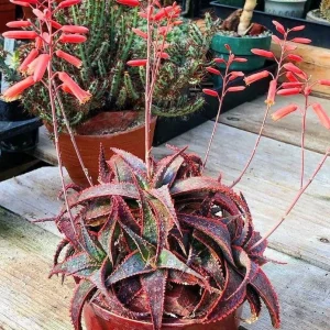 4" Pot of Aloe ‘Christmas Carol’ - Image 1