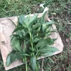 4 White Mexican Petunia Bare Root Cuttings 6-8 inch – Ruellia Tuberosa Live Plants - Image 1
