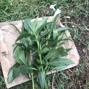 4 White Mexican Petunia Bare Root Cuttings 6-8 inch – Ruellia Tuberosa Live Plants - Image 1