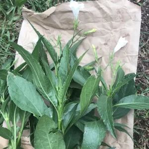 4 White Mexican Petunia Bare Root Cuttings 6-8 inch – Ruellia Tuberosa Live Plants - Image 2