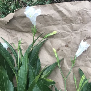 4 White Mexican Petunia Bare Root Cuttings 6-8 inch – Ruellia Tuberosa Live Plants - Image 3