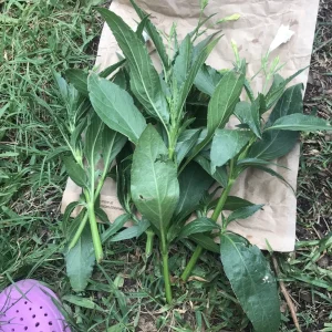4 White Mexican Petunia Bare Root Cuttings 6-8 inch – Ruellia Tuberosa Live Plants - Image 4
