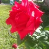 5 Cherry Brandy Red Tea Rose Cuttings - Fragrant & Ready to Root - Image 1