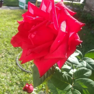 5 Cherry Brandy Red Tea Rose Cuttings - Fragrant & Ready to Root - Image 1