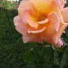5 Peace Rose Cuttings - Pink & Yellow Shrub for Planting - Image 1