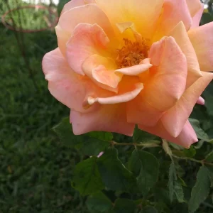 5 Peace Rose Cuttings - Pink & Yellow Shrub for Planting - Image 1
