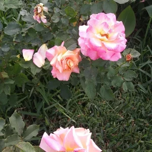 5 Peace Rose Cuttings - Pink & Yellow Shrub for Planting - Image 2