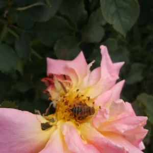 5 Peace Rose Cuttings - Pink & Yellow Shrub for Planting - Image 3