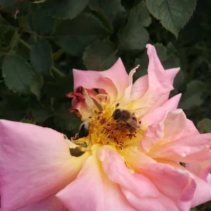 5 Peace Rose Cuttings - Pink & Yellow Shrub for Planting - Image 4