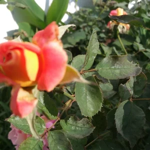 5 Peace Rose Cuttings - Pink & Yellow Shrub for Planting - Image 5