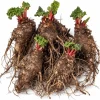 5 Red Rhubarb Crowns for Planting – Hardy Perennial Tubers, 5-7 Inch Long - Image 1