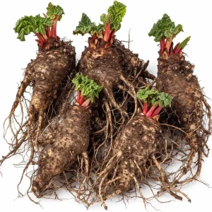 5 Red Rhubarb Crowns for Planting – Hardy Perennial Tubers, 5-7 Inch Long - Image 1