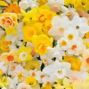 50 Colorful Daffodil Bulbs – Mixed Narcissus Lily Flowers – 12-16 Cm Size – Outdoor Hardy - Image 2