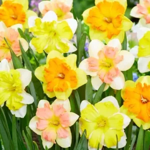 50 Colorful Daffodil Bulbs – Mixed Narcissus Lily Flowers – 12-16 Cm Size – Outdoor Hardy - Image 3