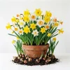 50 Colorful Daffodil Bulbs – Mixed Narcissus Lily Flowers – 12-16 Cm Size – Outdoor Hardy - Image 1