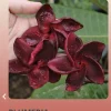 50 Plumeria Black Fire Seeds - Exotic Tropical Flower Seeds for Planting - Image 1