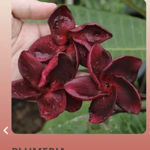 50 Plumeria Black Fire Seeds - Exotic Tropical Flower Seeds for Planting - Image 1