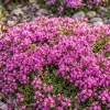 50,000 Pink Creeping Thyme Seeds – Ground Cover, Fragrant Flowers, Perennial - Image 1