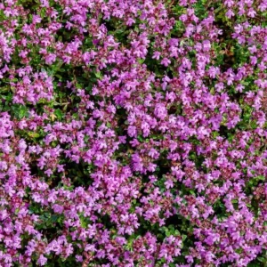 50,000 Pink Creeping Thyme Seeds – Ground Cover, Fragrant Flowers, Perennial - Image 2