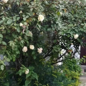 6 Rose Cuttings - Cream Abundance, Easy to Propagate, USDA Zone 5 - Image 2