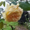 6 Rose Cuttings - Cream Abundance, Easy to Propagate, USDA Zone 5 - Image 1