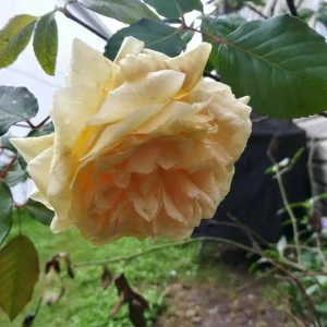 6 Rose Cuttings - Cream Abundance, Easy to Propagate, USDA Zone 5 - Image 1