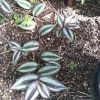 7 Organic Wandering Jew Rooted Cuttings - Tradescantia Zebrina Live Plant - Image 1