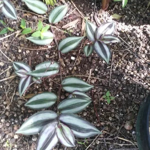 7 Organic Wandering Jew Rooted Cuttings - Tradescantia Zebrina Live Plant - Image 1