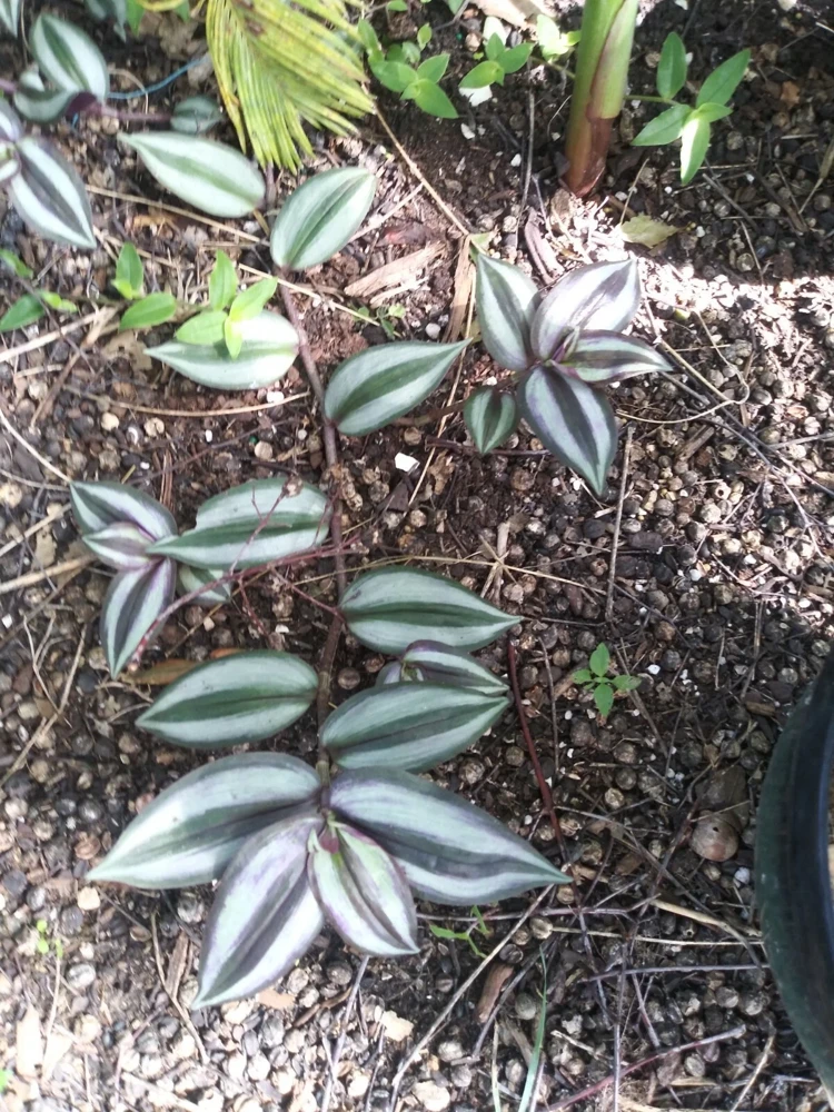 7 Organic Wandering Jew Rooted Cuttings - Tradescantia Zebrina Live Plant - Image 1