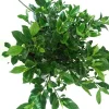 7 White Gardenia Bush Cuttings - Cape Jasmine Shrub Plant for Outdoor Growing - Image 1