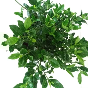 7 White Gardenia Bush Cuttings - Cape Jasmine Shrub Plant for Outdoor Growing - Image 1