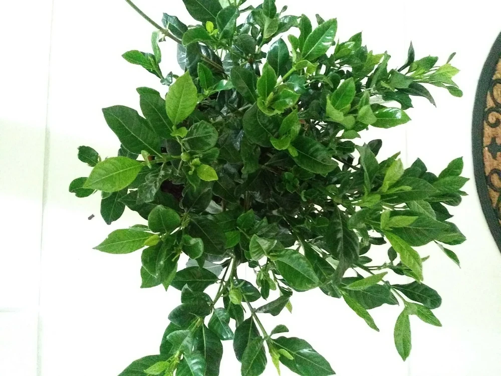 7 White Gardenia Bush Cuttings - Cape Jasmine Shrub Plant for Outdoor Growing - Image 1