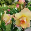 8 Desert Rose Seeds - Double Yellow & Pink Adenium Flower Seeds Perennial - Image 1